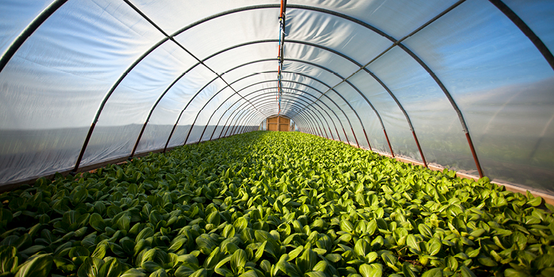 agriculture d'intérieur