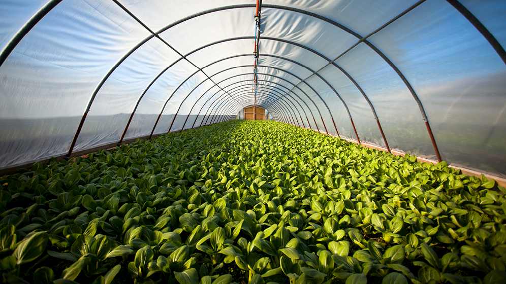 Agriculture d'intérieur