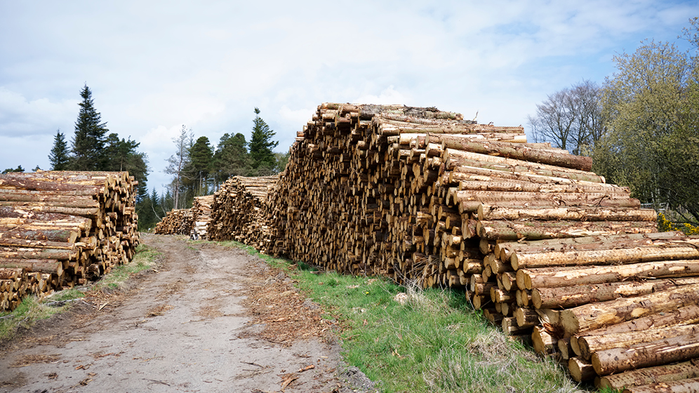 Logs of wood in a field